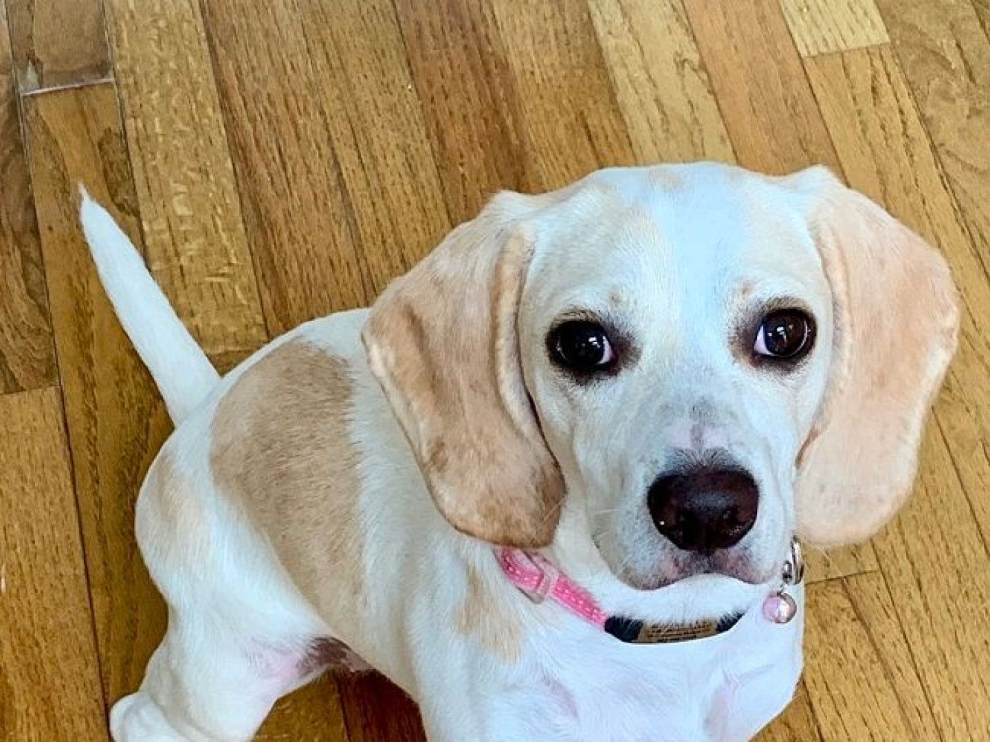 Beagle puppy with white and tan fur, pink collar, brown eyes, wooden floor.