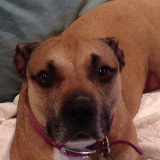Brown pit bull with sad eyes wearing a pink collar, lying on a bed.