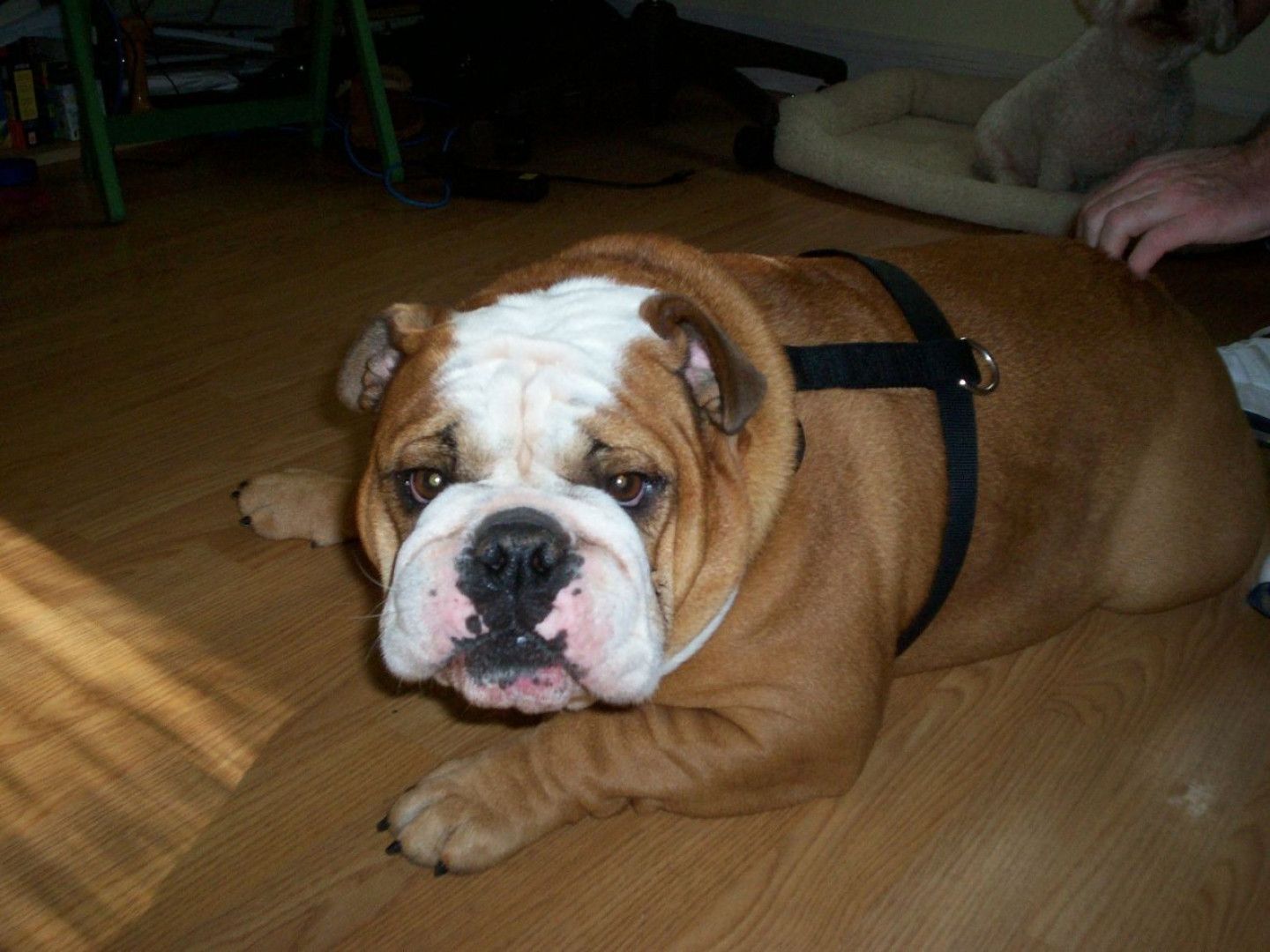 Brown and white bulldog wearing a black harness lying on a wooden floor, with a person's hand and another dog in the background.