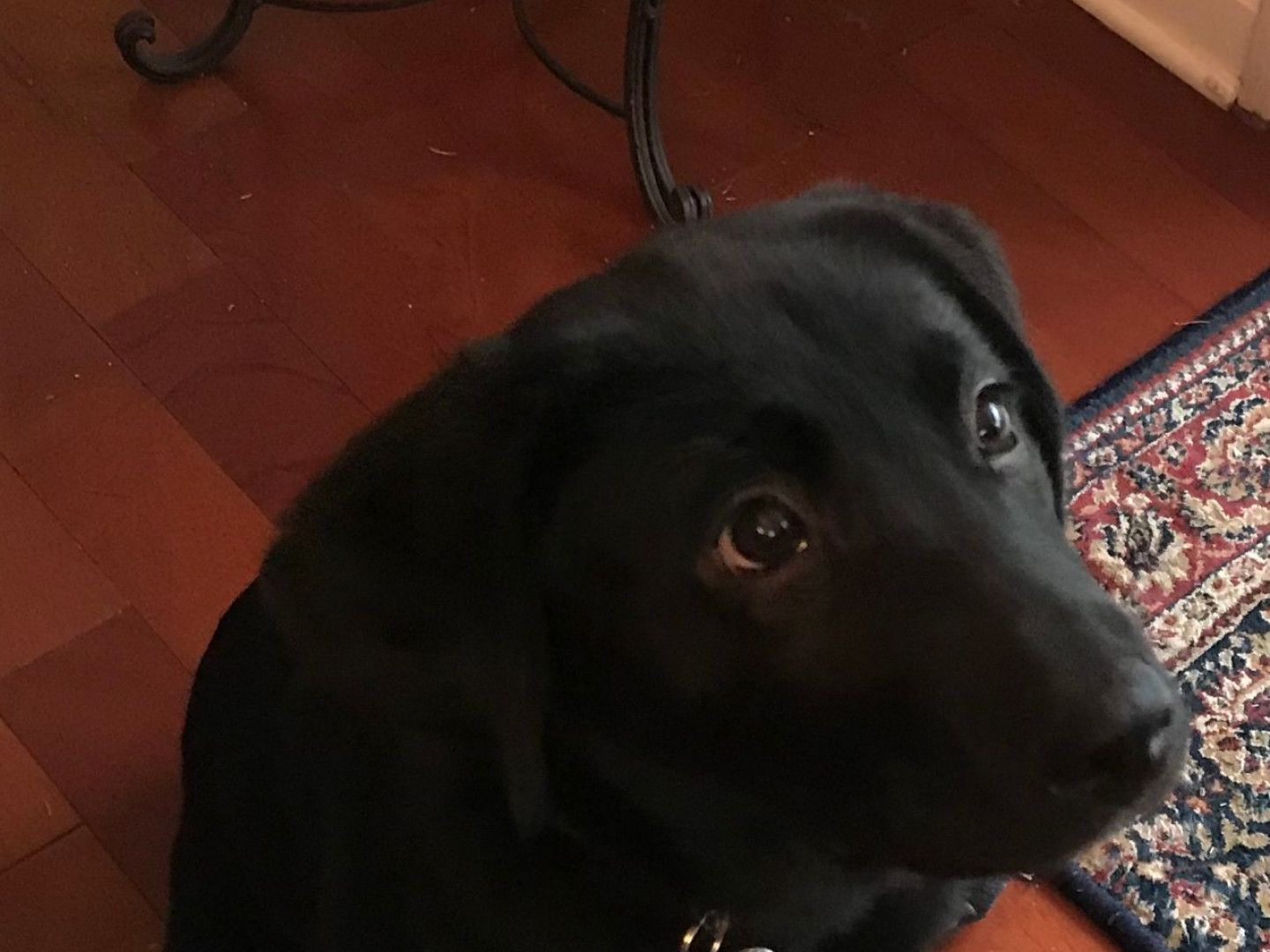 Black Labrador puppy with a pleading expression, sitting on a wooden floor, looking up.