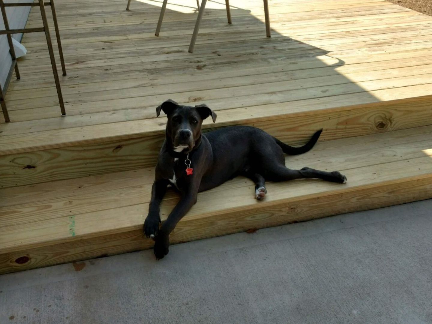 Black dog relaxing on wooden deck steps in sunlight.