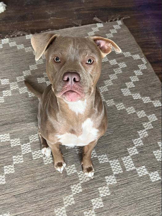 Brown and white pit bull sits attentively on a patterned rug, looking upward.