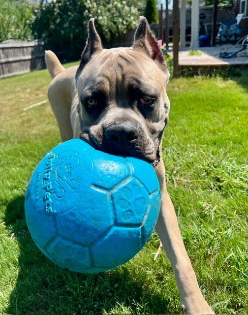 Tan dog chewing a bright blue ball on green grass in a sunny yard