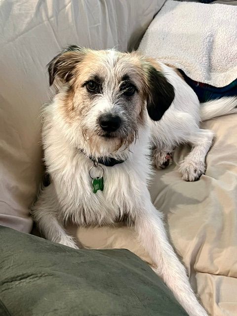 Small white-and-tan dog lying on a couch, wearing a green tag and looking at the camera.