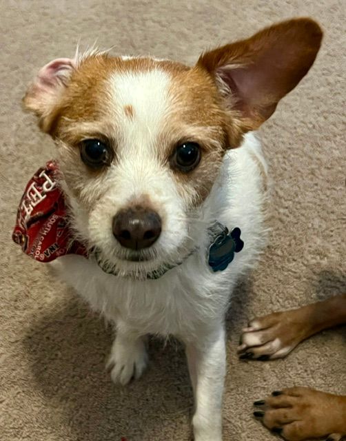 Small white-and-tan dog with a red bandana sitting on a carpet, looking at the camera.