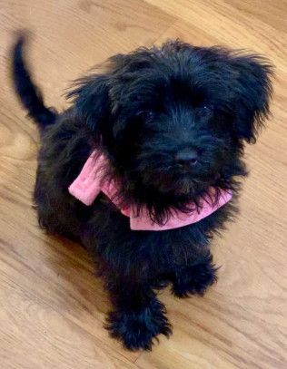 Black puppy with pink scarf sitting on wooden floor, looking up.