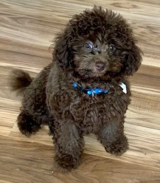 Brown toy poodle wearing a blue collar, sitting on a wood floor.