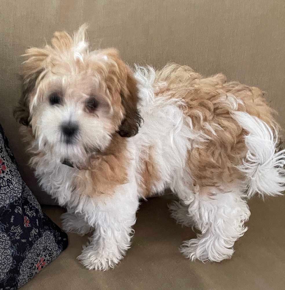 Fluffy, brown and white puppy on a couch.