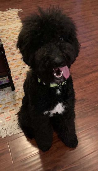 Black dog with white chest patch sits on a wood floor, tongue out.