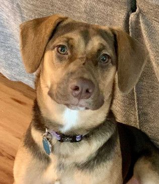 Brown and tan dog with a black collar and blue tag, looking at the camera.