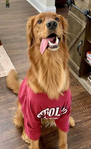 Golden retriever wearing a maroon shirt with