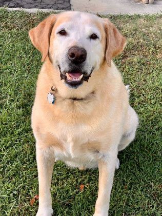 Yellow Labrador Retriever smiling on green grass.