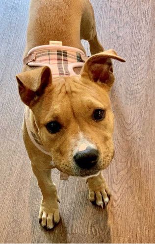 Tan dog wearing a pink plaid harness, looking up with a curious expression on a wood floor.