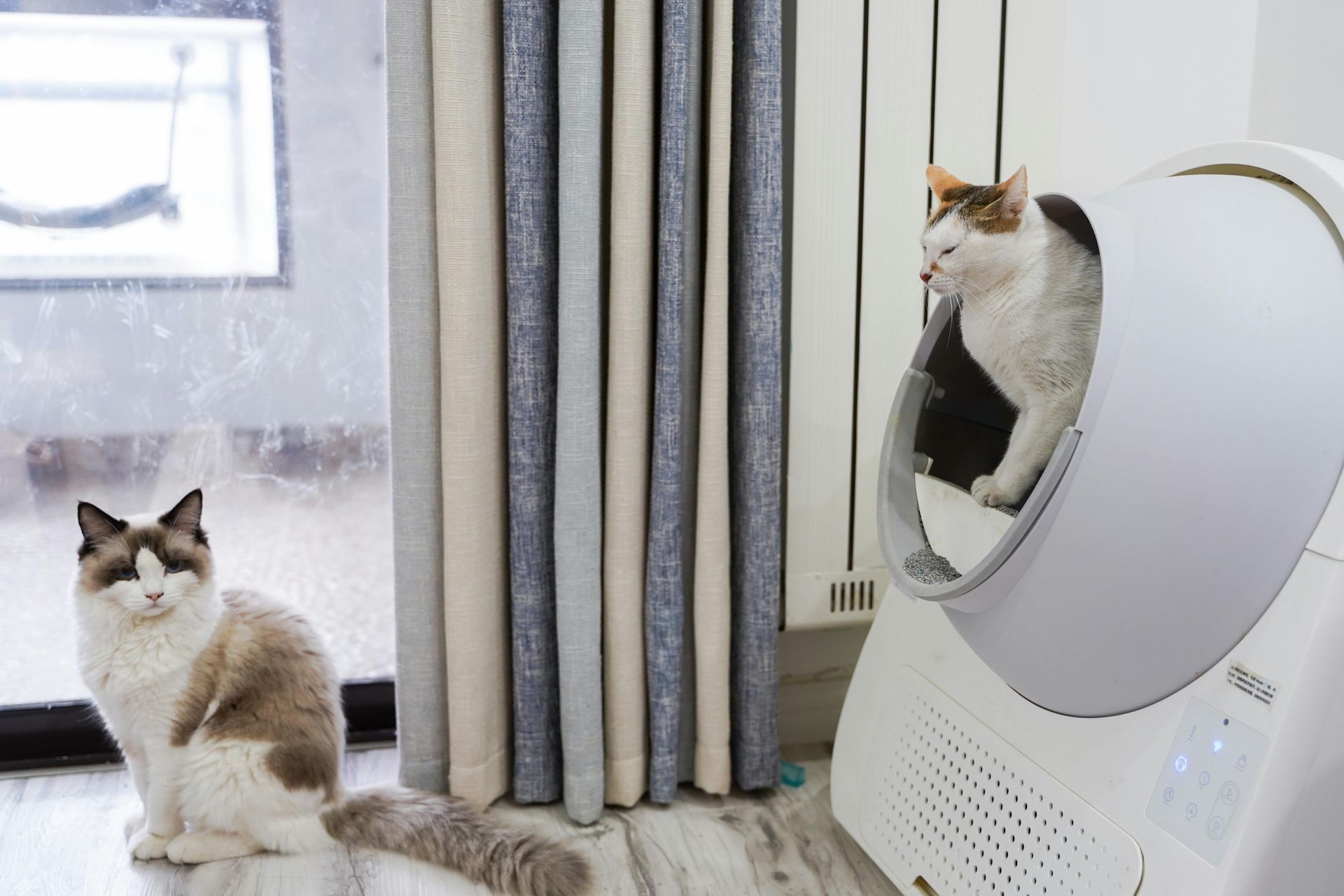 A calico cat with white, brown, and black markings sits on the arm of a dark grey sofa beside a textured yellow pillow.