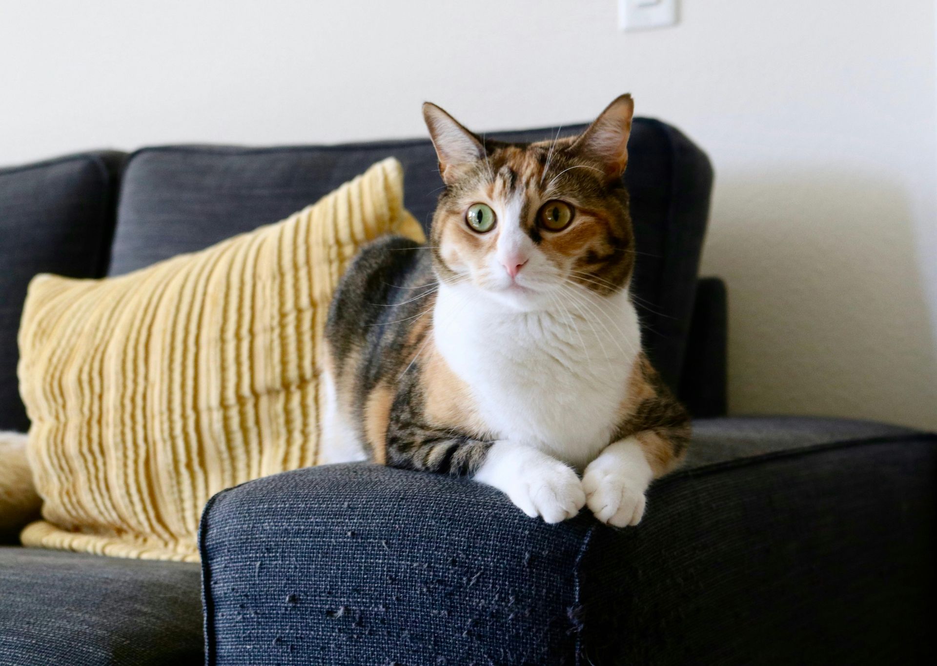 A calico cat with white, brown, and black markings sits on the arm of a dark grey sofa beside a textured yellow pillow.