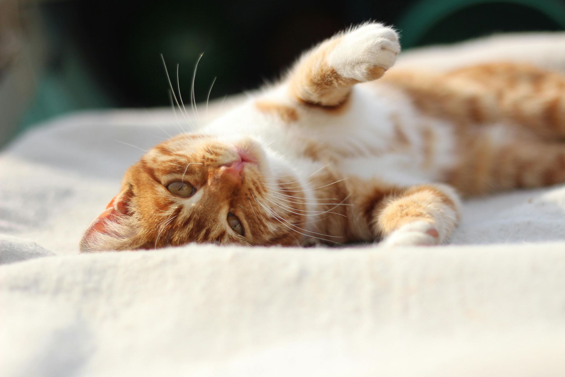 An orange and white tabby cat lies on its back on a light-colored surface, looking toward the camera.