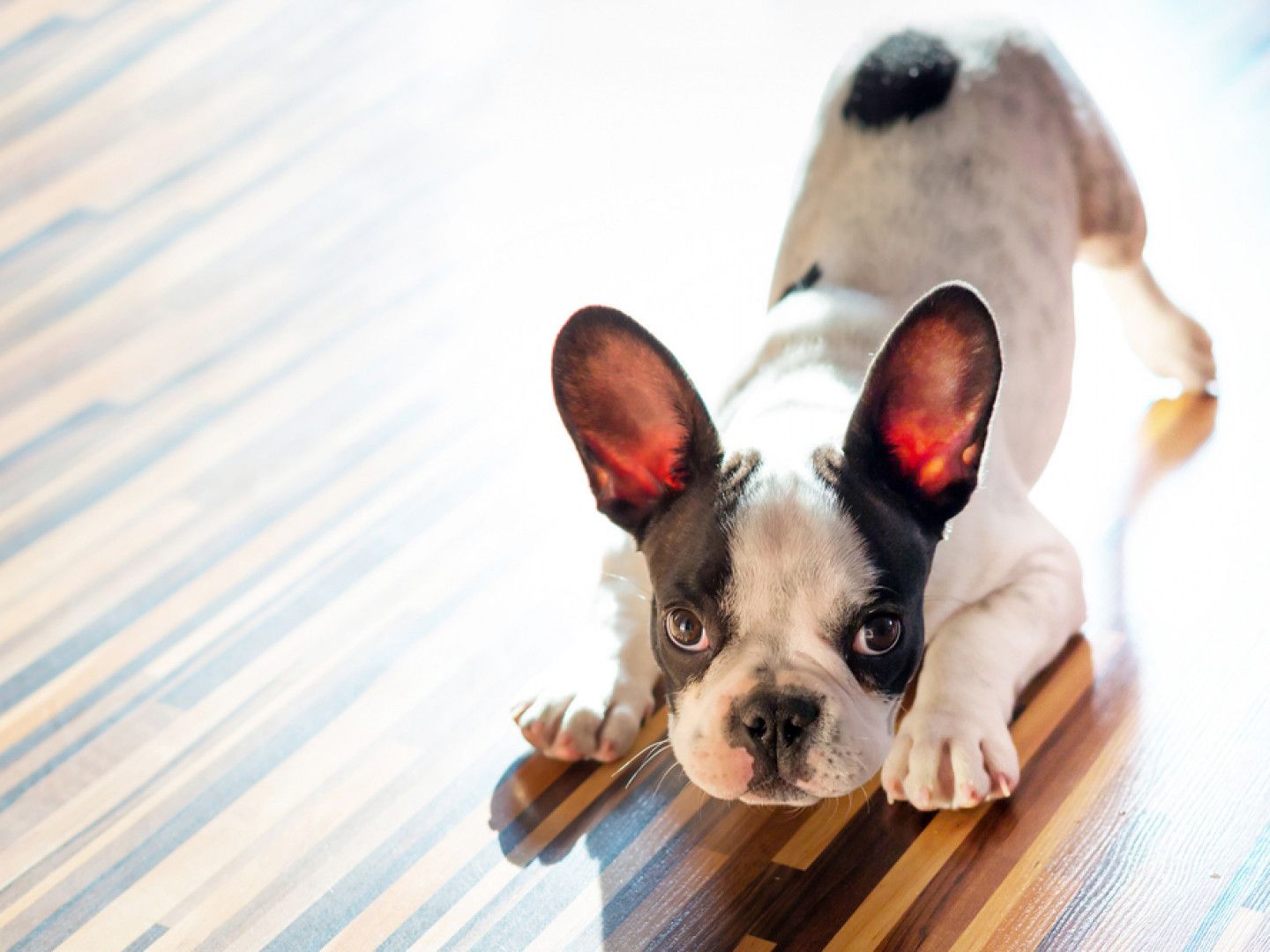 French bulldog puppy in a playful stance on a glossy, wooden floor; black and white coat, attentive eyes.