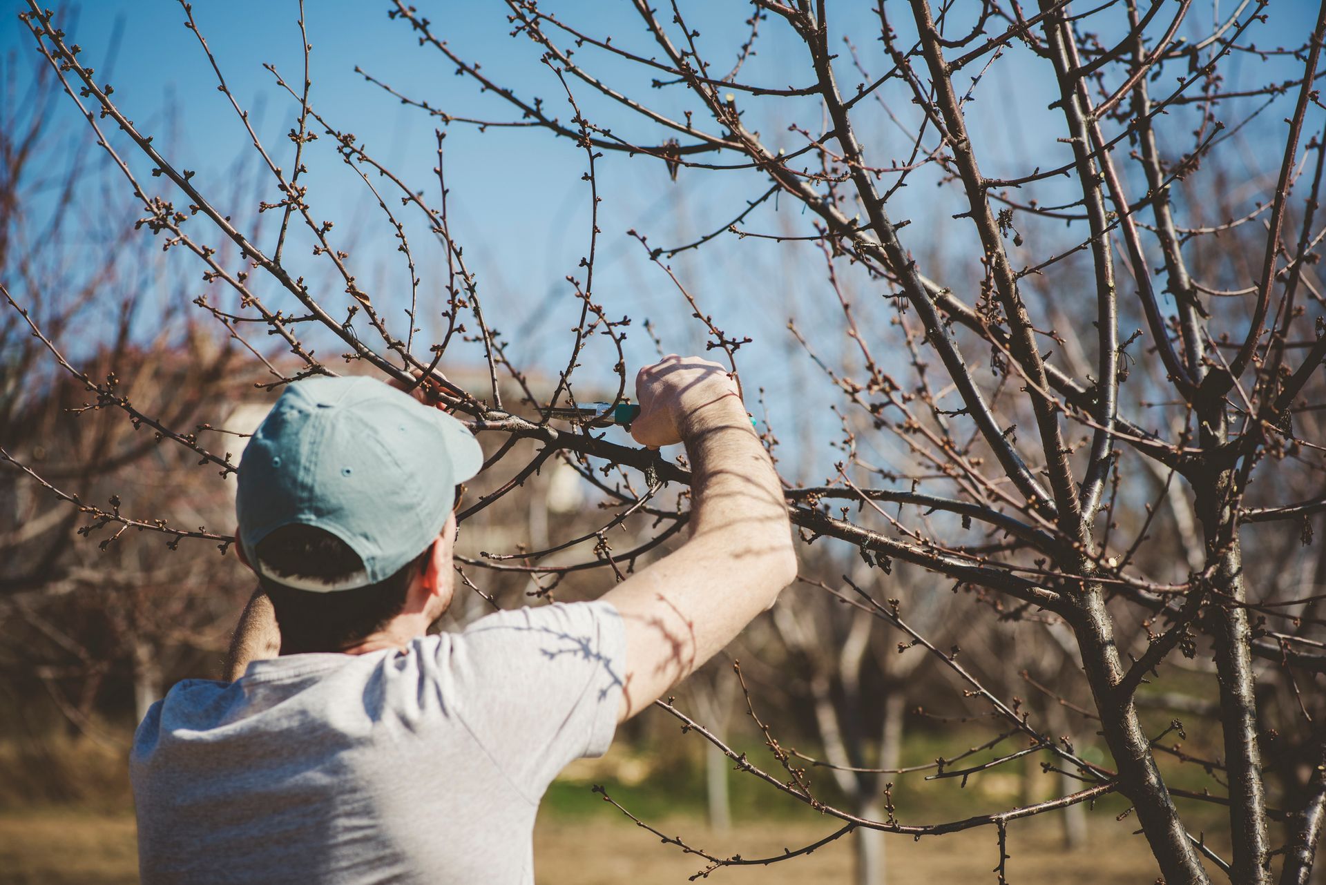 Person Pruning a Tree Outdoors — Moline, IL — Ricks Tree Service