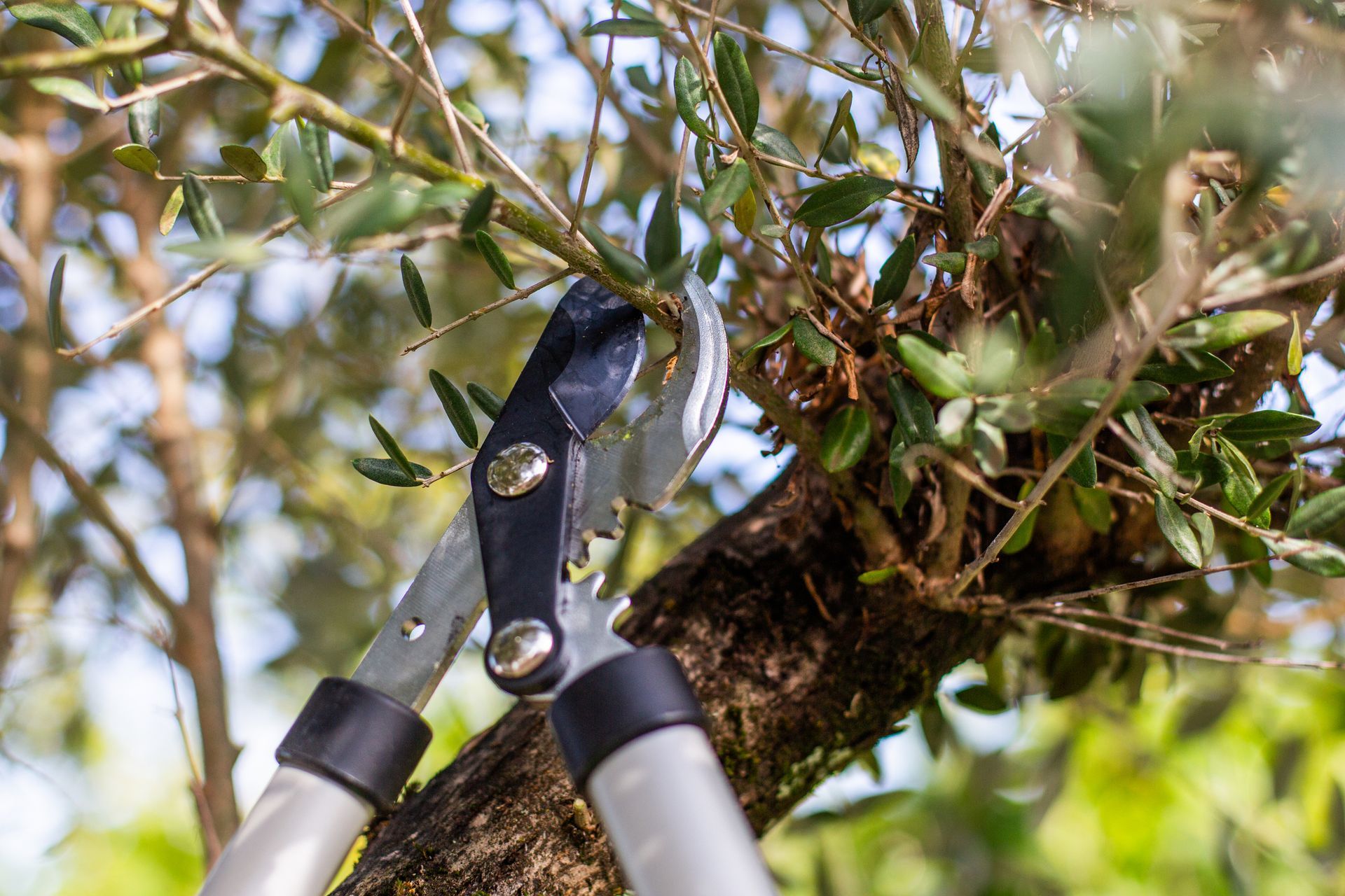 Pruning Shears Cutting a Branch — Moline, IL — Ricks Tree Service