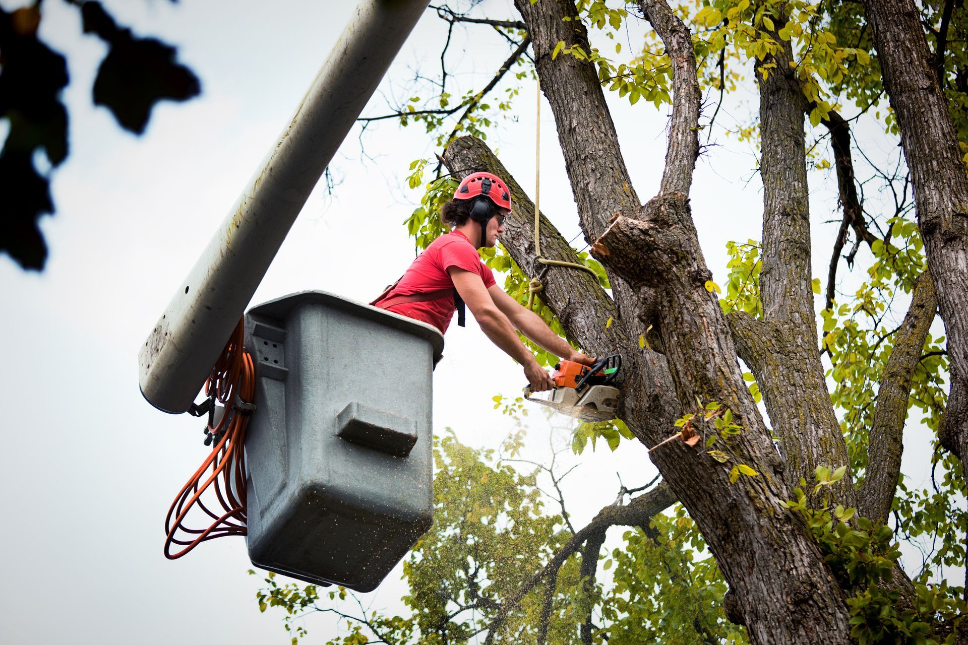 Tree Service Worker in A Lift Bucket Uses a Chainsaw to Trim a Tree Branch — Moline, IL — Ricks Tree Service