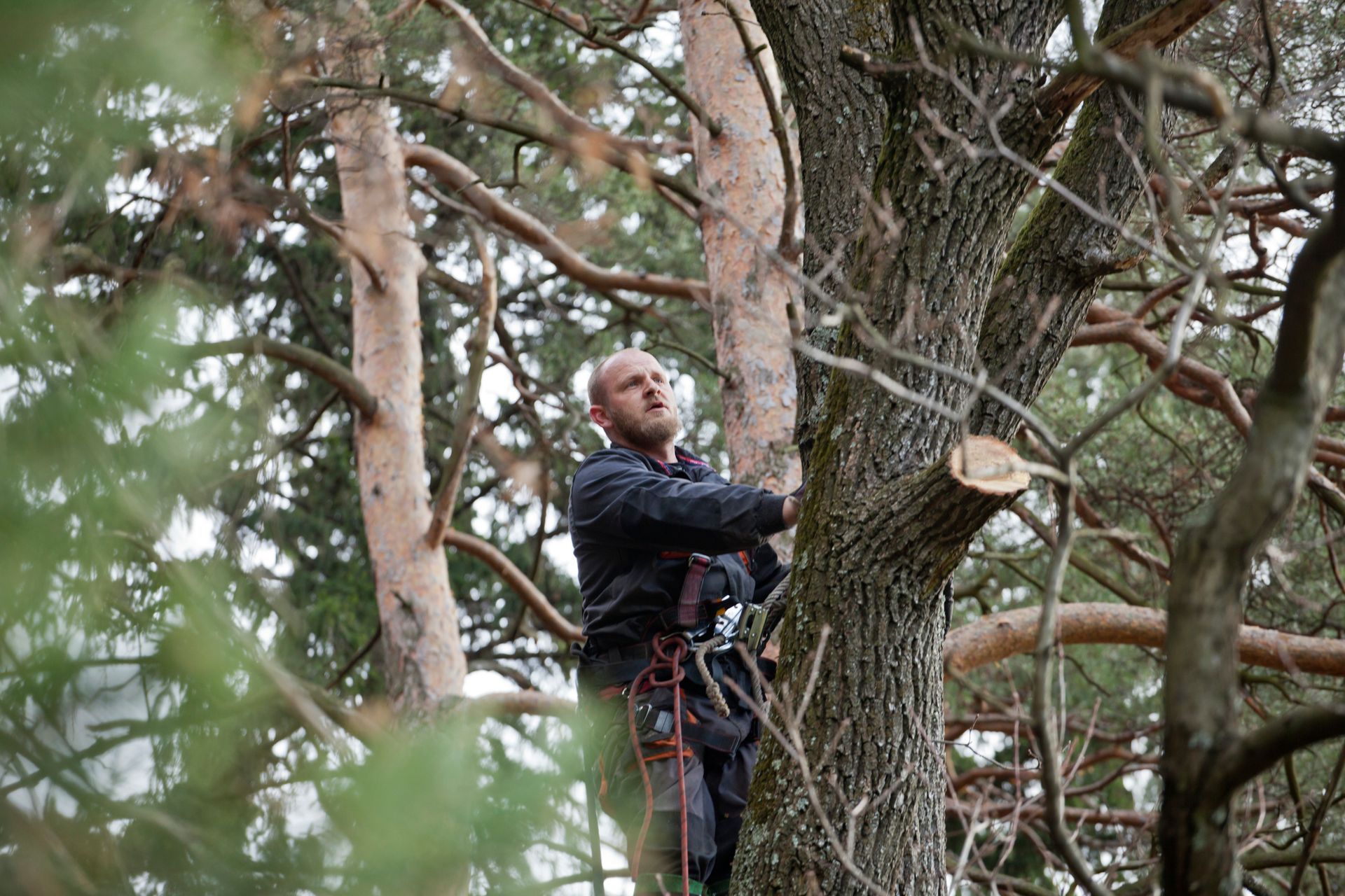 Man in Climbing Gear Cutting a Tree Branch — Moline, IL — Ricks Tree Service