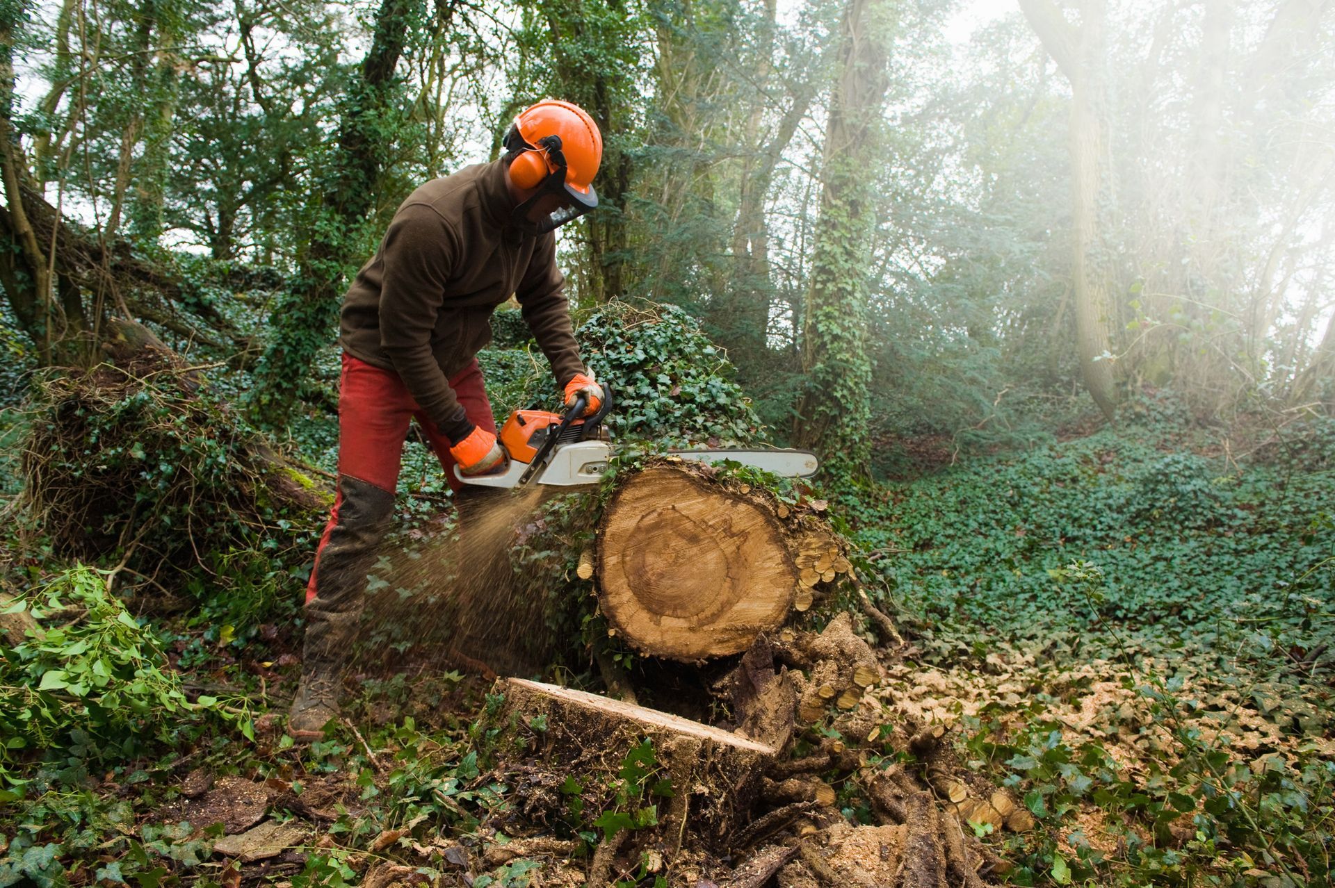 Person Wearing Safety Gear Using a Chainsaw to Cut a Tree Trunk — Moline, IL — Ricks Tree Service