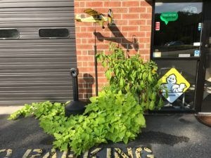 Green leafy plants next to a brick building entrance. A Michelin Man sign and a garage door are also visible.