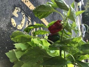 Red pepper growing on a plant with green leaves; outdoors near street marking.