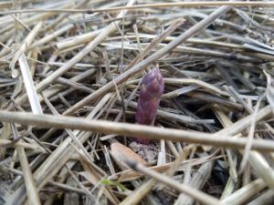 Purple asparagus spear emerging from straw.