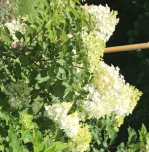 White and pale green hydrangea flowers in a garden setting.