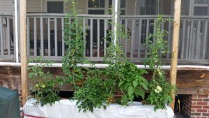 Tomato plants growing in a white trough, with a wooden frame against a porch railing.