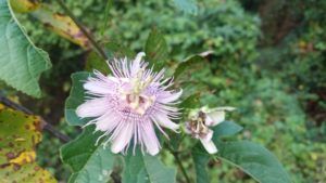 Close-up of a passion flower with purple petals and fringed center, surrounded by green foliage.