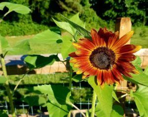 Orange and yellow sunflower in full bloom, against a wooden fence and green foliage.