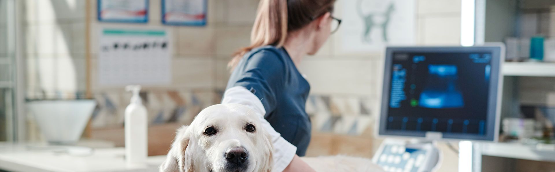 A female veterinarian is holding a dog in her arms in a veterinary clinic.