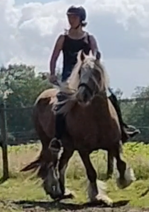 Paardvriendelijk training