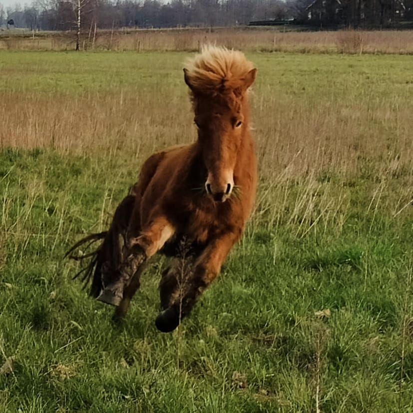 Freyfari in de wei