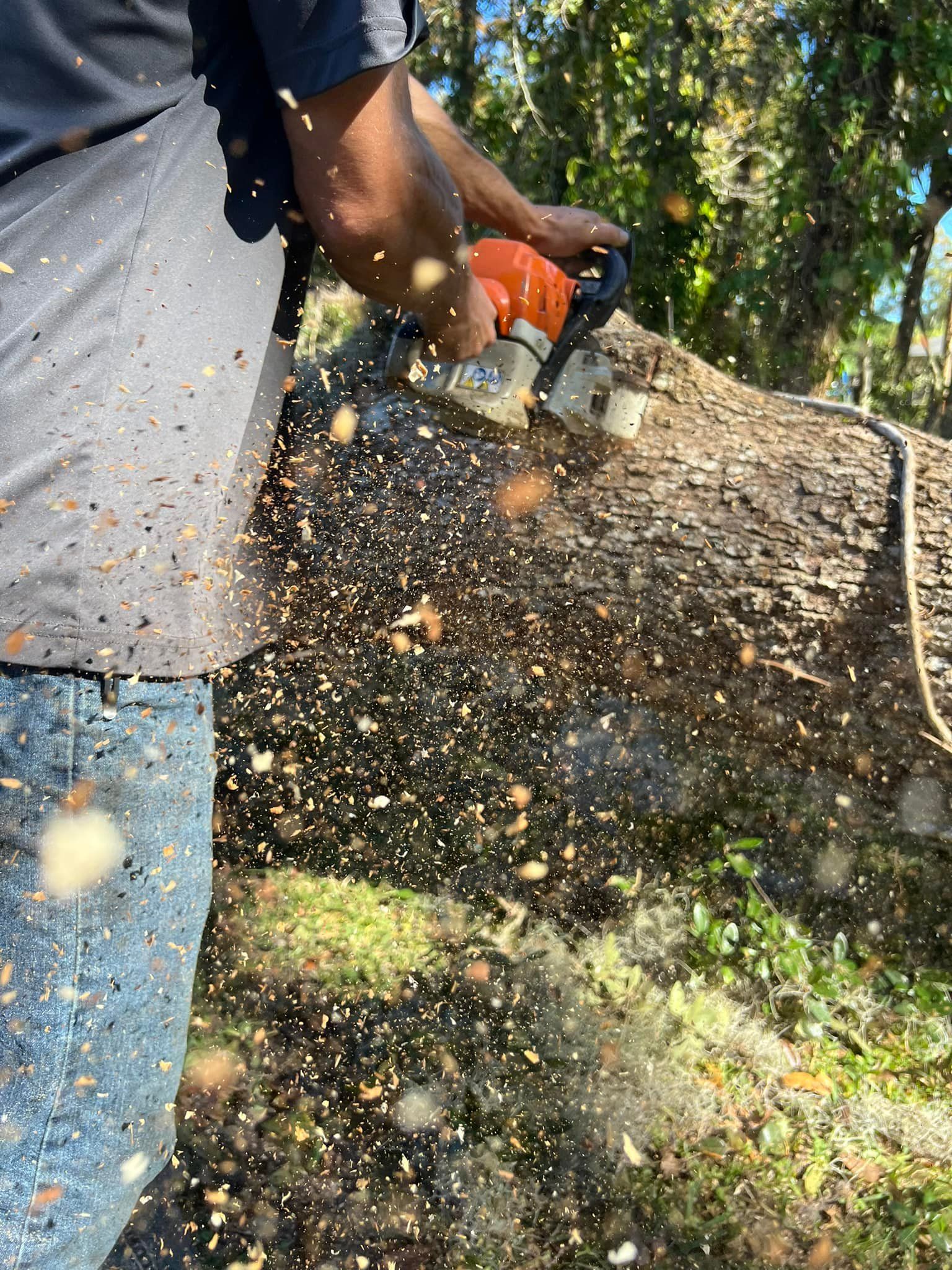 A person uses a chainsaw to cut into a large, fallen tree trunk, sending sawdust flying through the air.
