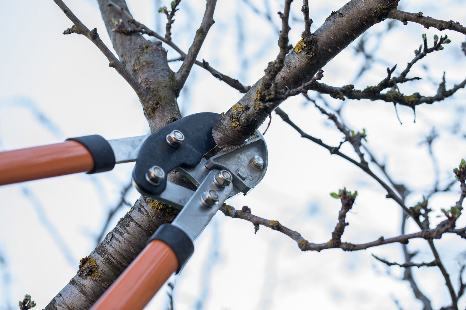 Garden pruners cutting a tree branch with orange-handled shears