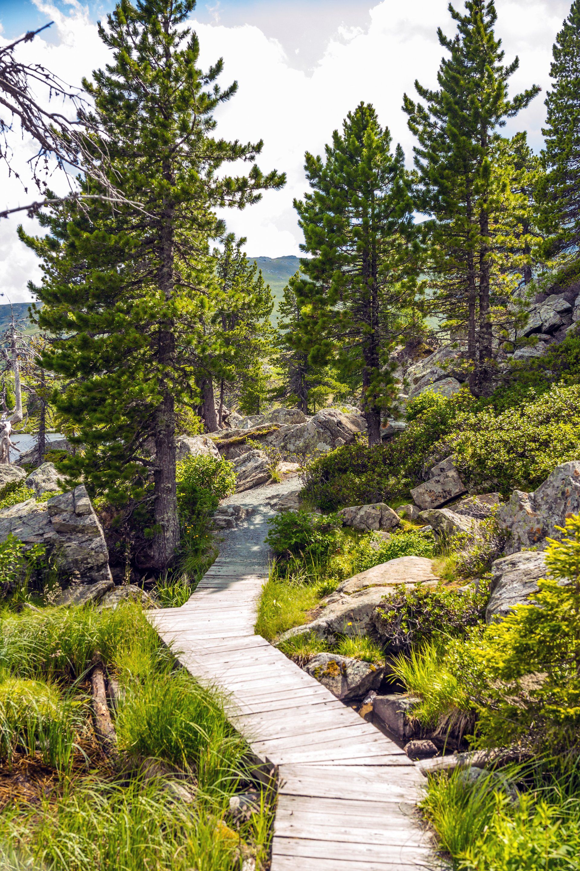 Wooden Pathway