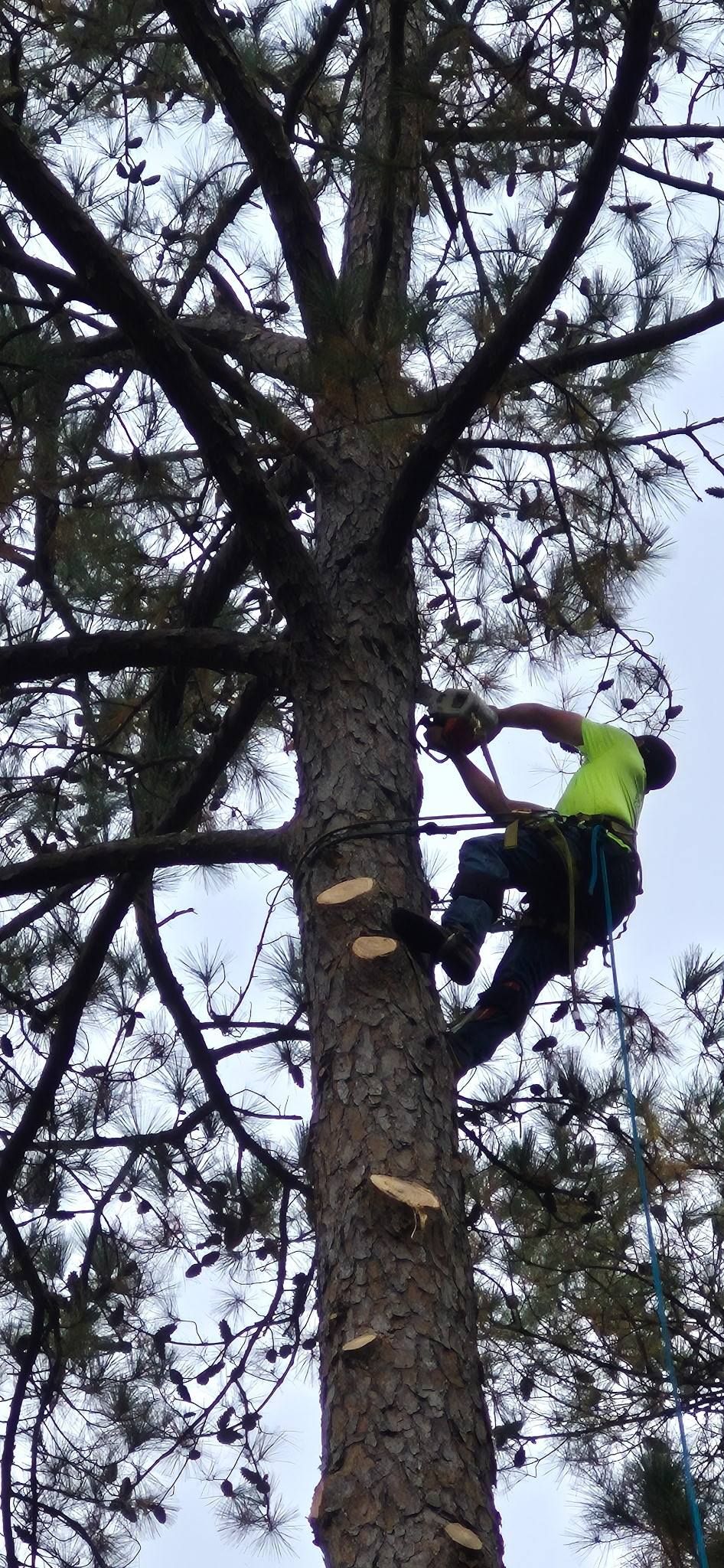 Tree Services | Crestview, Florida | Anderson Tree & Lawn