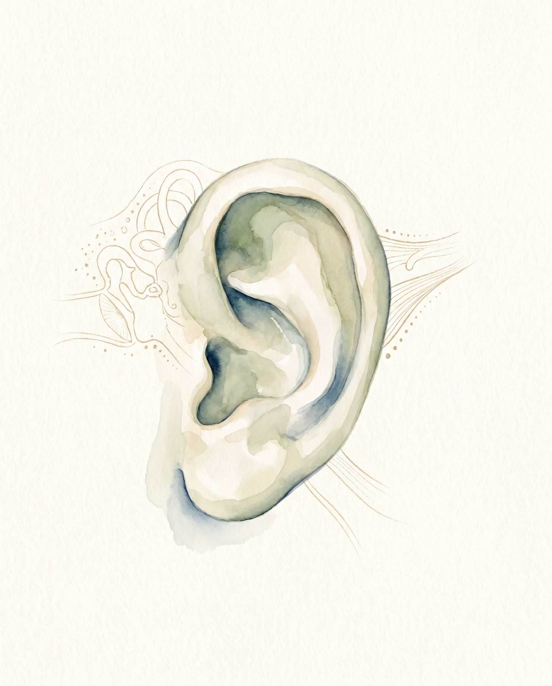 Microtia y malformaciones del oído externo — ilustración acuarela del pabellón auricular de un niño