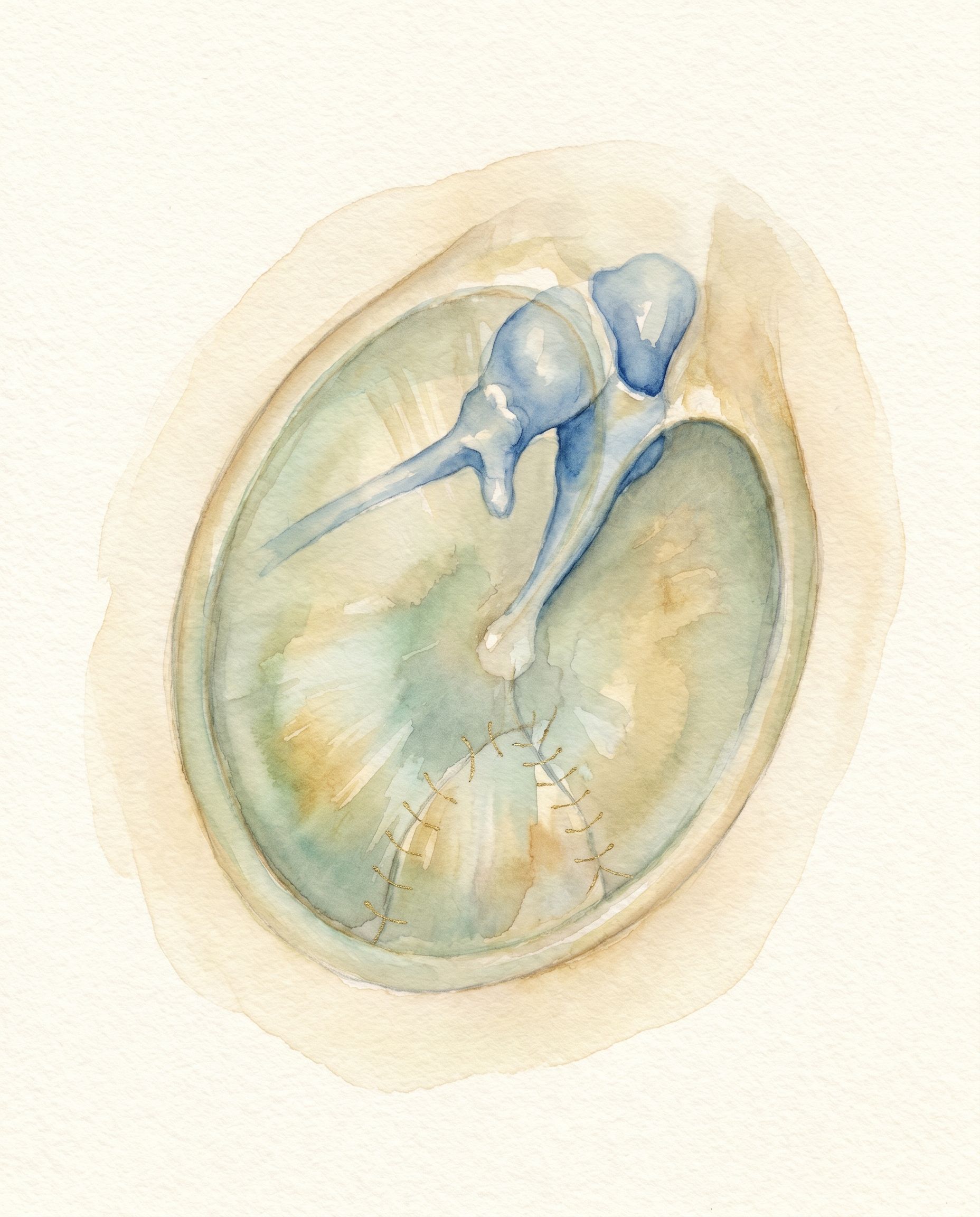 Timpanoplastia — ilustración acuarela del tímpano y reconstrucción del oído medio