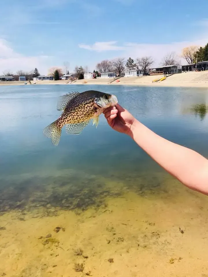 A person holds a spotted crappie fish up by a lake on a sunny day.