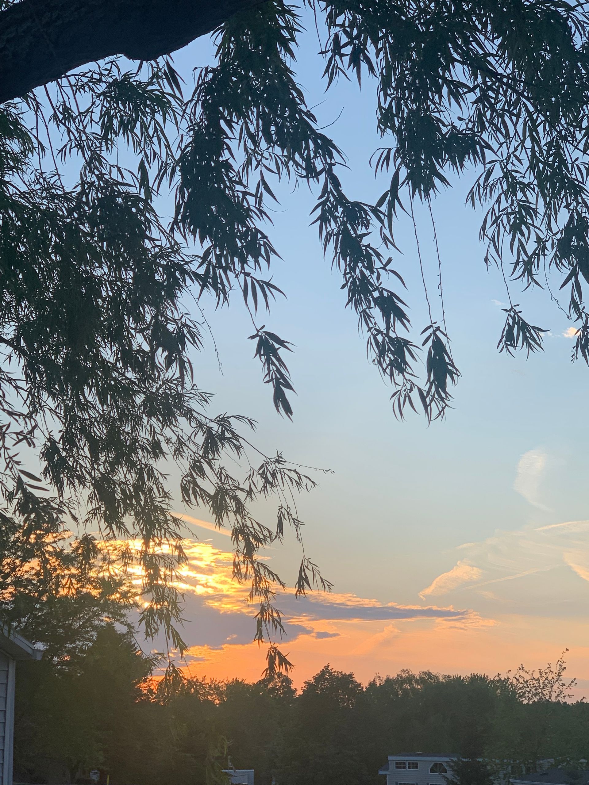 A golden sunset glows behind a dark treeline and silhouettes of hanging tree branches against a soft blue sky.