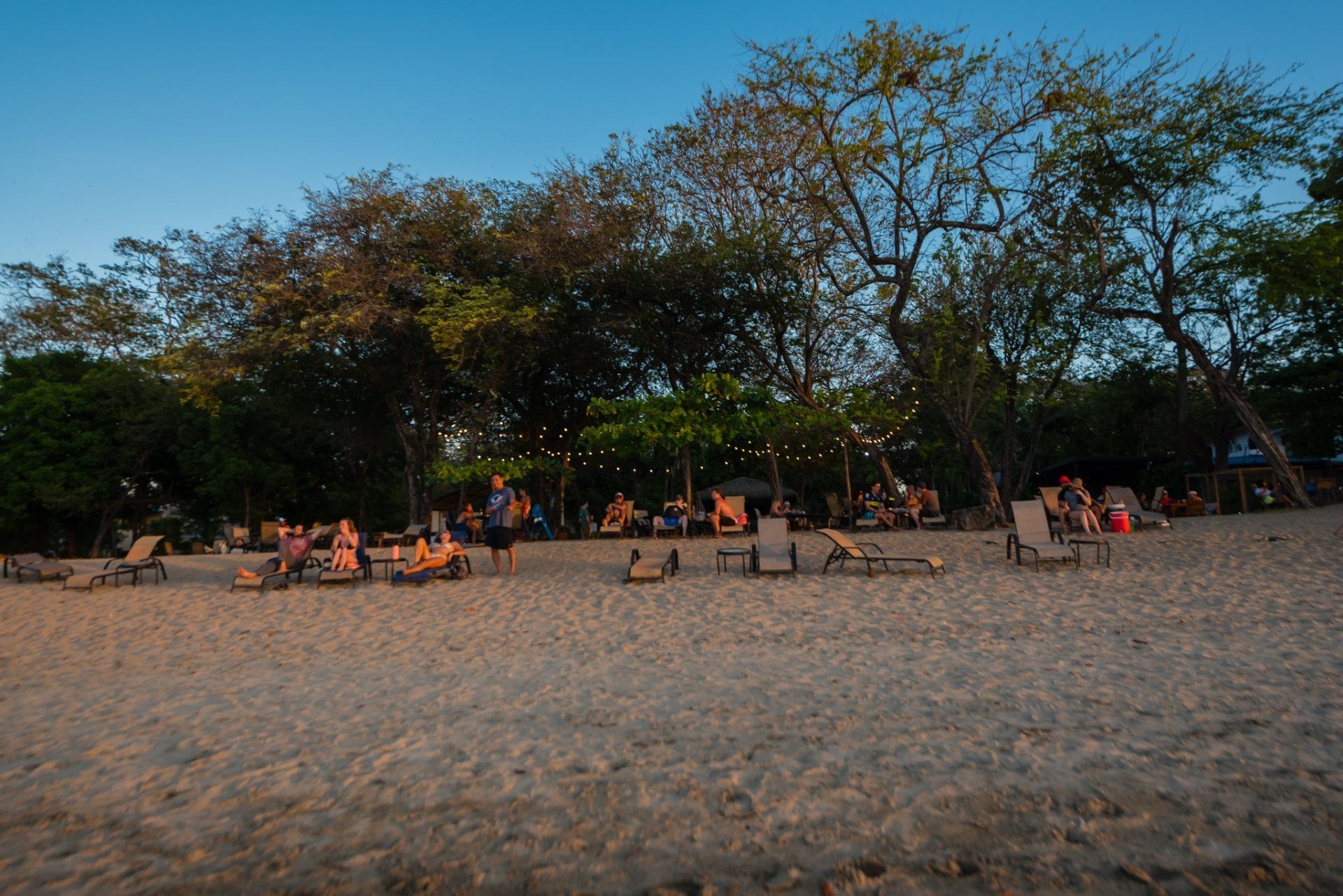 People relaxing on beach chairs beneath trees at sunset