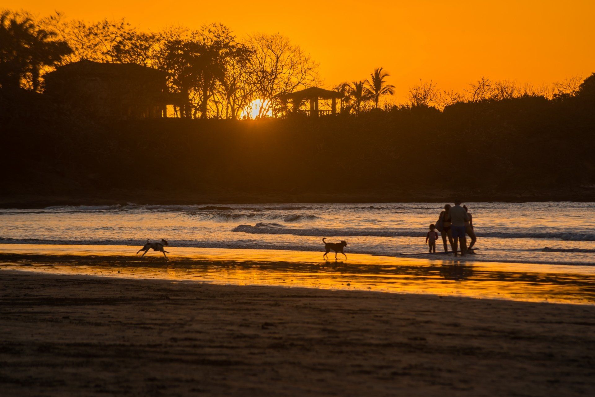 Silhouetted people and dogs walking along a beach at sunset, with orange sky reflecting on the water