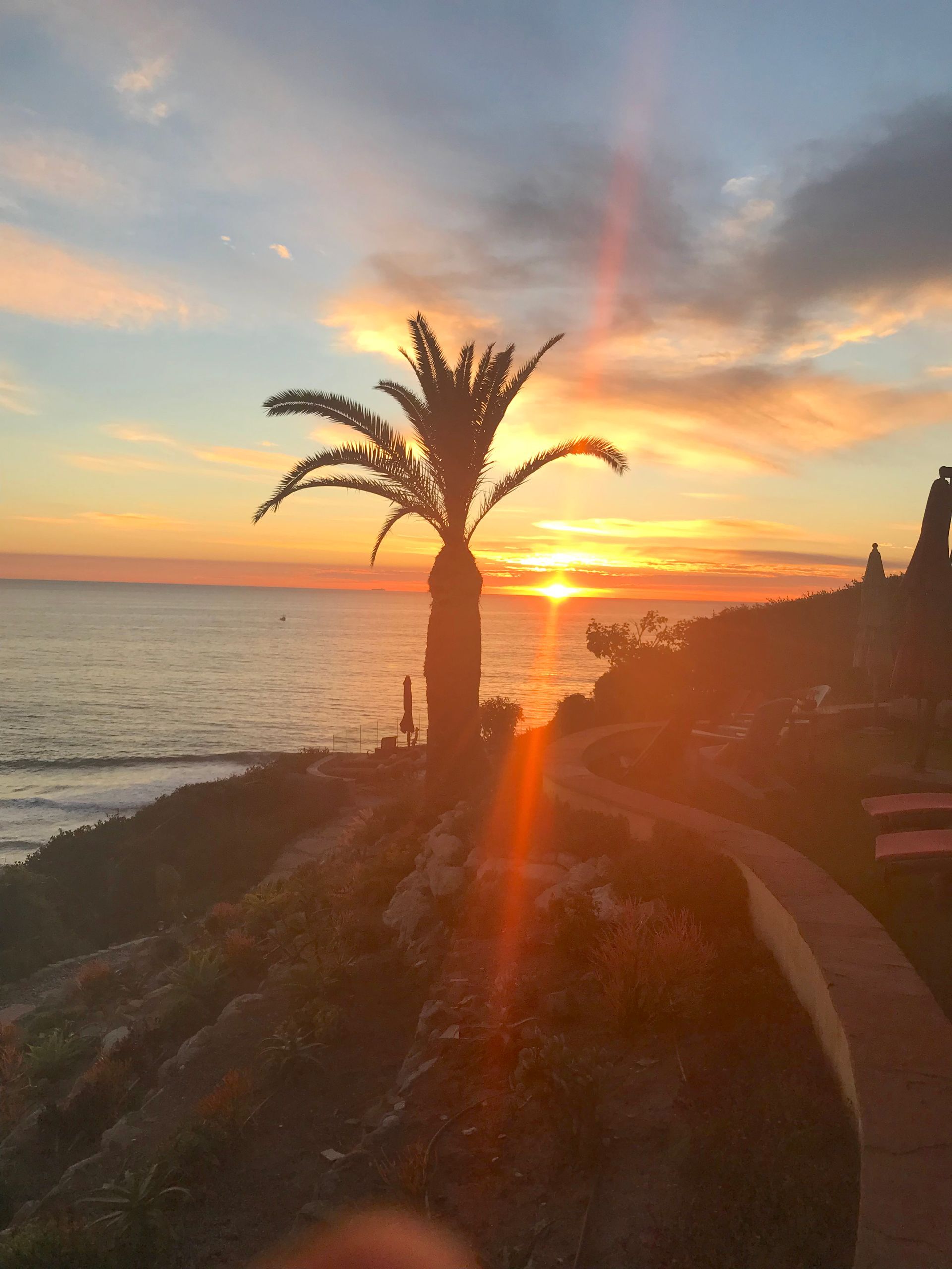 Sunset over the ocean with a silhouetted palm tree and a rocky shoreline path