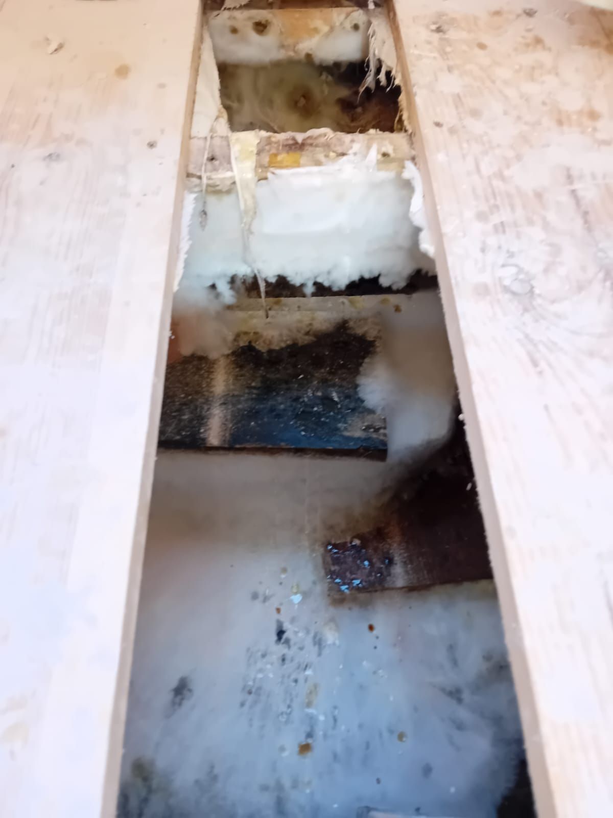 dry rot
