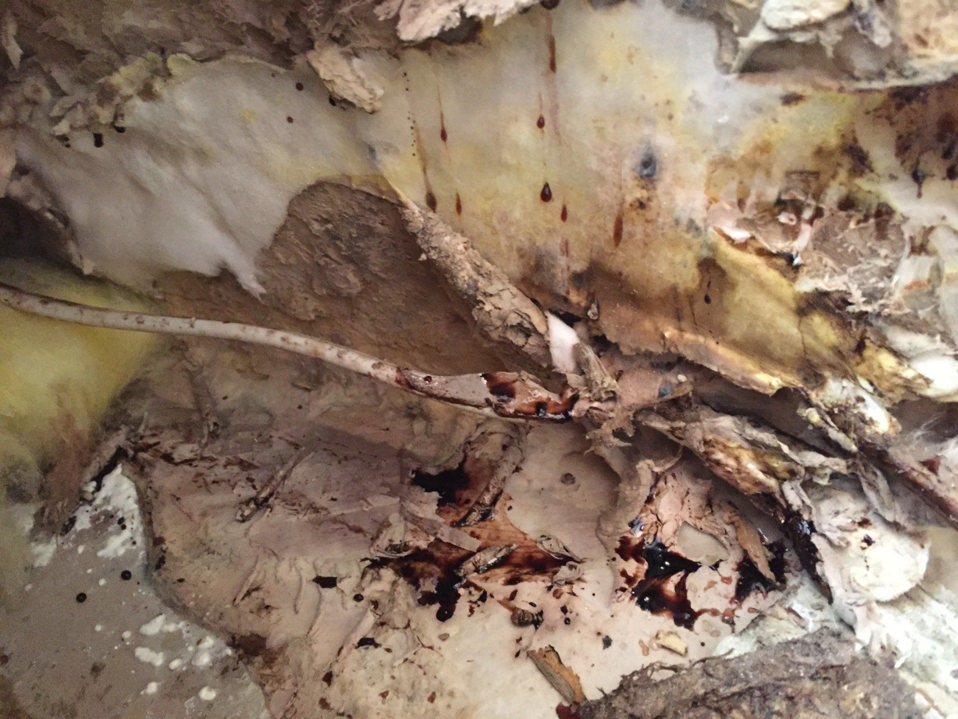 Damp proof courses