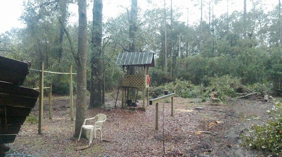 Tree trimming near a shed